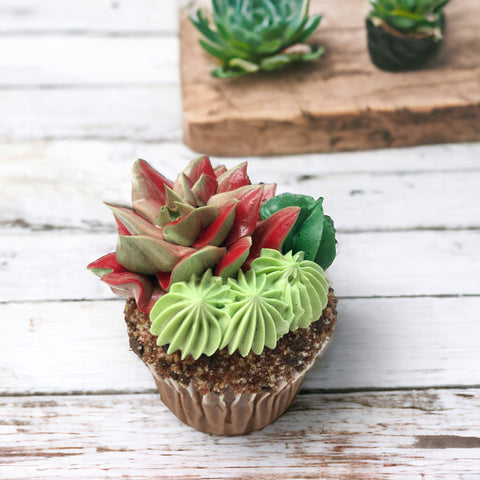 Succulent Cupcake without Pot